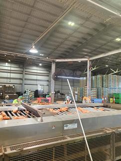 Sweet Potato - May 6th